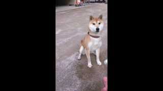 ゴエちゃん vs 食パン Shiba dog vs Bread  1st round