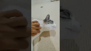 cat massage, how to massage a cat. cutest cat ever. #cat