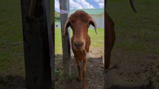 sheep wants my phone #feedshorts #sheep #shorts #gallo