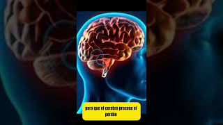 ¿SABÍAS ESTO DEL CEREBRO? #viralshort #youtubeshort #sabiasque #datoscuriosos #curiosidades