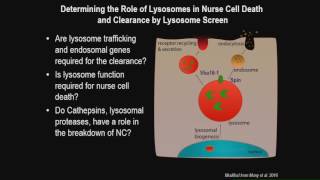 A Mondragon: Lysosome activity controls nurse cell death non-autonomously.