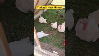 Turkeys New Home! #homegrown #growsomefood #turkey #turkeybird ##turkeydinner #farming #farm #food