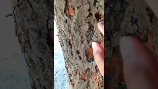 উইপোকা কিভাবে গাছ খেয়ে ফেলছে 🐜🐜 #shortvideo