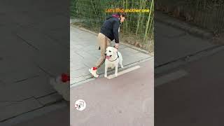 LOL, He's Crazy About Plastic Bottles Funny Labrador Dog Shorts Videos 🐶😂😂 -EPS1033 #funnydogs