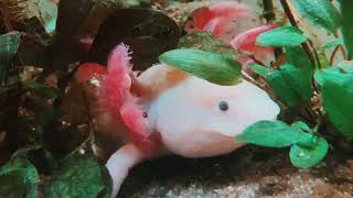 Axolotl eats a pellet