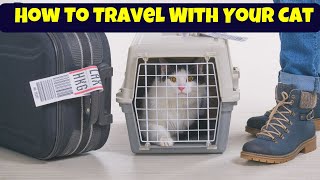 How To Travel With Your Cat And Make It Easy | Cat Tips