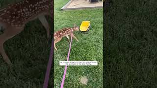 He rescued a fawn on the road and and then it became his friend #animals #shortvideo