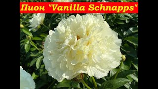 Пион Ванилла Шнапс Peony Vanilla Schnapps