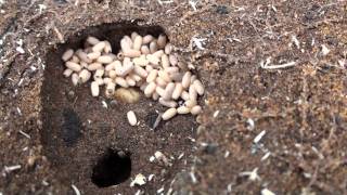 Ants Hiding Baby Eggs in Fast Foward 1080p.mpg