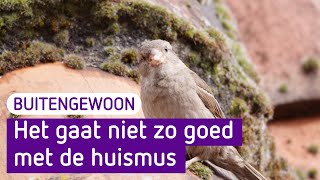 Het gaat niet zo goed met de huismus - BuitenGewoon