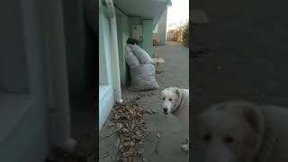 Таби🐕 команды дома ,домой🏠