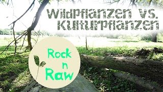 Wildpflanzen vs. Kulturpflanzen