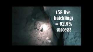 Part 1 "The Rescue": 2011 Maui Hawksbill Nest #1 Excavation