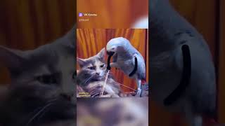 Танцуют все 🎸🦜🆚 😸 #shorts #приколы #funny #cat #попугай