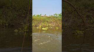 OMG! Traditional Bamboo Hook Trap Fishing in Beel pond #catch_fish #hook_fishing #shorts