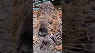 WHAT IS THAT?!! #vlog #prague #beaver #beavers #wildlifeanimals #nutria #coypu #czech #czechrepublic