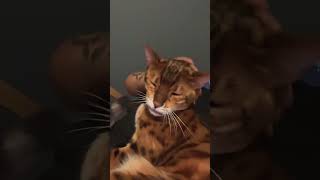 Subscribe please , Magnus the Bengal cat is getting head scratches