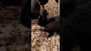 Поздравляем Вас с Пасхой! #shortvideo #счастье #пасха #happy #rabbit #youtube #youtubeshorts