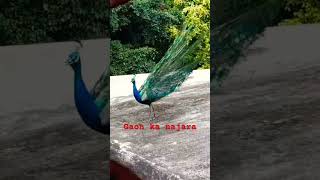 Peacock Sound| #shorts #wildlife #trending #peacock #birdsounds #nature #viral #peacockdance