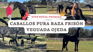 Conocemos una YEGUADA de CABALLOS de PURA RAZA FRISÓN desde dentro | YEGUADA OJEDA | @laurarayabio