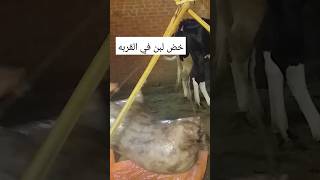 يقول النبي صلي الله عليه وسلم بأكيا يقول ياجبريل تضيع أمتي الصلاه #الصلاة#خض_لبن_الريف_المصري