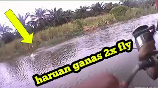 Haruan ganas 2x fly