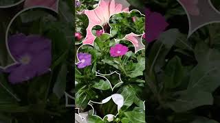 summer season flower plants| permanent flower plants #shorts