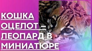 Кошка оцелот – леопард в миниатюре.👍 факты ком