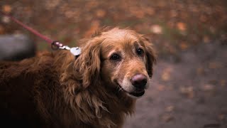 Golden Retriever Weight Loss: Getting Fit Together