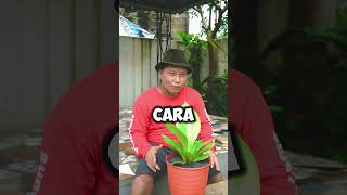 ANTHURIUM KING COBRA YANG BANYAK DI MINATI #shorts #tanamanhias #juraganlahan #unik #viral