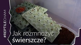 HODOWLA ŚWIERSZCZY, JAK ROZMNAŻAĆ ŚWIERSZCZE