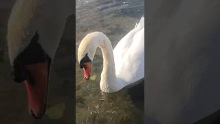 Beautiful white swan  #viral #trending #shorts #shortvideo #love #explore