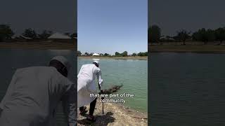 Paga Crocodile Pond | Northern Ghana #ghana #travel #northernghana #crocodiles