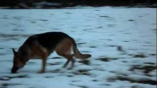 German shepherd dog playing, barking and running in the snow