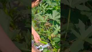 Harvesting Okra uli tayo guys #gardening