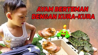 Seru !!! Bermain Dengan Anak Ayam & Kura Kura | Exciting !!! Playing With Chicks & Turtles