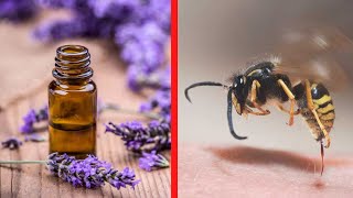 14 Home Remedies And Natural Treatments For Bee Stings | Health Tips