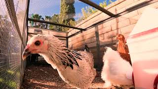 Chickens listening to Lo-Fi