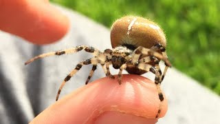 handling a Orange Shamrock spider