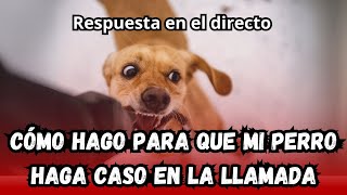 CÓMO HAGO PARA QUE MI PERRO HAGA CASO EN LA LLAMADA