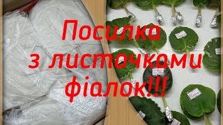 Посилка з листочками фіалок