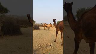 Camels fight with each other during the day #shorts  #shortvideo  #youtubeshorts