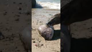 Komodo dragon's mouth hit by fish spines