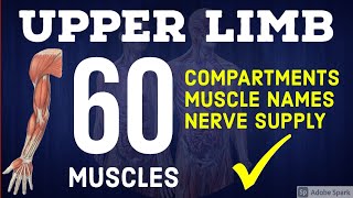 60 Upper Limb Muscles - Quick Recap with Nerve Supply | Anatomy Decoded