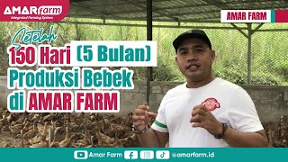 5 Bulan (150 hari) Produksi Bebek di AMAR FARM