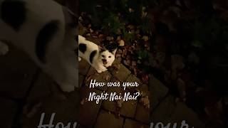 She’s a Talker! Tell us about your Night Nai Nai!  #rawr #meow #sistercatstv