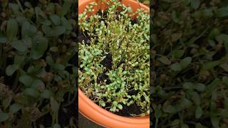 💯🔴"Grow🔥😲 Fenugreek🤯 at Home Without Fail | Proven Tips for Fast Growth#shortsfeed