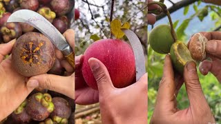 Most amazing satisfying natural fresh fruits cutting in farm