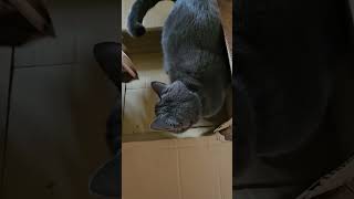 The lads 🐈 🐈 and their antics: Macavity in a box! 📦 #funnycats #catshorts #catlover #catsofyoutube