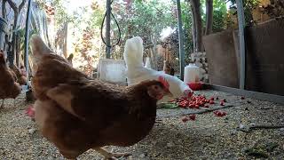 Chickens Hens Roosters Eating Vegetables Fun Relaxing!